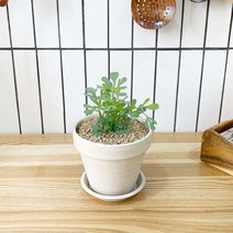 1+1 루 키친허브 화분 세트 로즈마리 딜 바질 베란다 텃밭 허브 키우기, H25.루, H05.레몬버베나