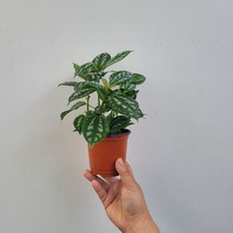 무배특가 플랜테리어 수박필레아 소품 페페식물 10-25cm 29