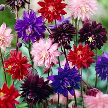 [모야모 꽃씨] 스텔라매발톱 혼합색 20립 씨앗 가을파종