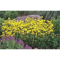 황금낮달맞이 8cm포트묘(20개묶음) 노지월동다년초 [꽃심야생화]