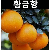 귤나무(황금향) 7치화분 1개/나무 묘목/과실수/유실수