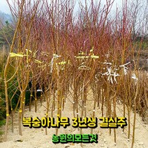 복숭아 묘목 결실주 3년생 백도 황도, 1개