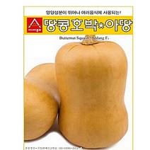 땅콩호박씨앗 버터호박종자 아땅10립 팜스마켓, 땅콩호박 10립