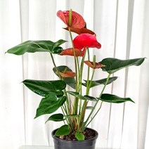 플라워석 안스리움 50cm 레드 안스리움 공기정화식물 키우기쉬운 반려식물