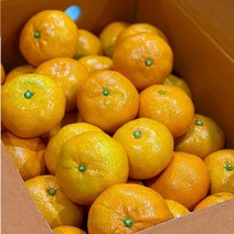 제주 햇 노지감귤 맛보장 노지감귤 5kg 10kg, 1통, 5kg(L 2L)