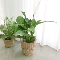 실내 공기 미세먼지 정화 식물 거실 화분 극락조 여인초 아레카야자 뱅갈고무나무 키우기 집들이, 율마