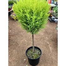 [근이네식물원] 핫도그율마/율마/외목대/ 중대품, 1개