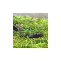 화산석 윌로모스 - (활착모스모스어항 음성수초)