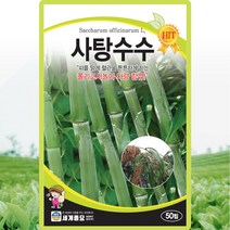 사탕수수 씨앗 사탕수수 씨 종자 50립, 1세트