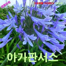 팝플라워 아가판서스 씨앗 5립, 1개
