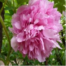 개량접목 경천분 뿌리묘목 1지 키움원예 조경수 목단