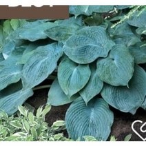 호스타 10주 7번, 1개