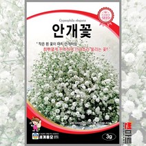 안개꽃 3g / 안개초 일년생 야생화 꽃씨 씨앗 화단 정원 꽃밭
