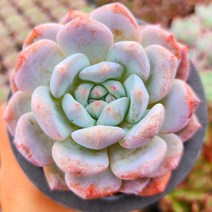 색감끝내주는 다육 6종 모아보기, 5번-오렌지먼로 중품