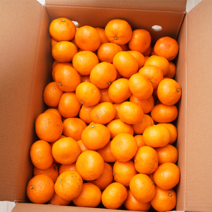 산지직송 제주 서귀포 노지 감귤 고당도 타이벡 귤 대과 1박스 3kg, 산지직송 제주 감귤 3kg (중대과)