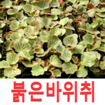 보람농자재 바위취모종, 붉은잎바위취 포트*7개