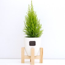 아침향기 실내공기정화식물 세라믹 원형화분 화이트, 1개, (세라믹화분) 율마