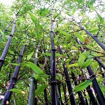 충주원예조경 / 대나무(오죽) / 1.7m~1.8m, 주