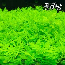 [풀미남 오픈이벤트] 워터위스테리아 3촉 / 예쁘고 쉬운 초보수초 키우기