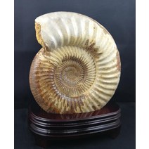 대형 암모나이트 삼엽충 고생물 화석 수석 공룡 원시시대, HN009 820g 14.3x12.3x4.6cm
