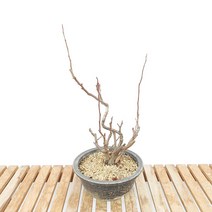 세계일 겹꽃 명자 나무 분재 산당화 묘목 화분 키우기