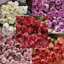 (하나플란츠) 생화 국내산 대륜 카네이션 18~20송이 농장직송 온라인꽃도매 (도착예정일은 따로 문의), 대륜레드계열