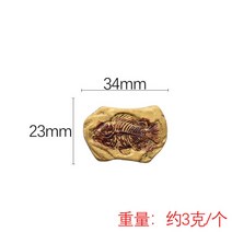조개화석 암모나이트 화석 수지 액세서리 시뮬레이션 공룡 화석 고고학 액세서리 냉장고, h1-04