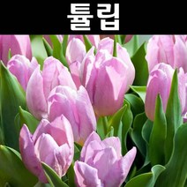 튤립(캔디프린스) 구근 10개/꽃숙근/조경용
