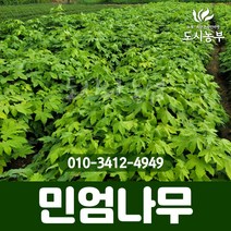 민엄나무/근삽1년/5주묶음/가시없는엄나무/1등묘/가시없는음나무/음나무/나물/약재/나무/묘목/도시농부