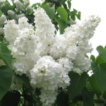 같이가치농원 신품종 유럽라일락나무 묘목 (플로렌트스탭맨) 80cm전후 접목1년특묘