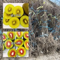 4주set 키위나무 묘목-레드키위1주+골드키위2주+도마리(숫나무)1주 접목 1년생