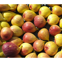 글로벌 무농약 생 무화과 1.2kg (600g x 2팩), 1개