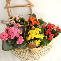 갑조네 퀸로즈 퀸모아 메도우 3개 랜덤 칼란코에 카랑코에 칼란디바 꽃화분 국화꽃 공기정화식물 꽃모종, 퀸로즈(3개)(색상랜덤)