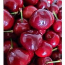프리미엄 생체리 대 1kg 고당도 왕체리 과일의여왕 새콤달콤 싱싱한체리 신선과일 과일계의다이아몬드 워싱턴체리 캐나다체리 캘리포니아체리 칠레체리, 1박스