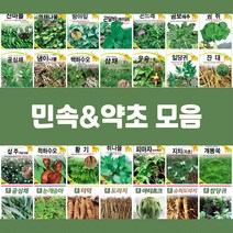 민속 채소 씨앗 종자 약초 도라지 더덕 공심채 잔대 냉이 고들빼기 방아잎 곤드레 당귀 텃밭, 41.눈개승마