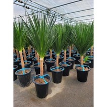 바닐라가든 드라코 키 120-150센티599