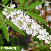 좀목형 바이텍스 C3포트 밀원식물 정원수, 02. 카스터스 C3포트, 1개