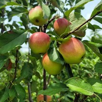 나무묘목 미니사과(루비에스) R4cm 결실주(분) G0078, 1개