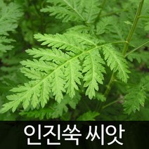 인진쑥 씨앗 사철쑥 종자 쑥 야생초 약초 씨 1000알