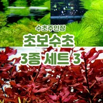 [플랜츠마스터] 수초주인장 초보수초 3종세트 3 총 11촉 (암브리아 5촉 그린카붐바 3촉 루드위지아 슈퍼레드 3촉), 수초 3종 세트
