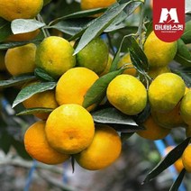 마녀바스켓 제주 극조생 감귤 2.5kg 프리미엄과(S)