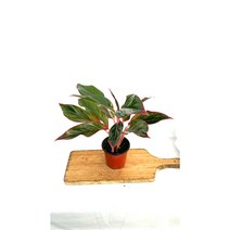 [골든플랜트] 아글라오네마 시암오로라 오로라 소형포트 아글라오네마 화려한식물 공기정화식물 반려식물, 1개