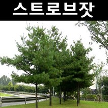 스트로브잣나무 실생3년 포트 3개/나무 묘목/상록수/조경용