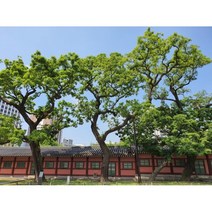 [꽃담은나무] 회화나무 황금회화나무 모음, 1.실생1년(5주묶음)