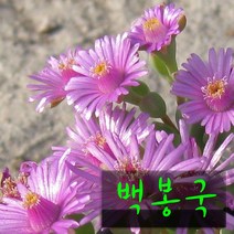 허브여울다육 백봉국(백봉구) 지름 15cm 중품 다육화분, 3개
