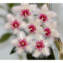 호야 수마트라(중품) 희귀호야 행잉플랜트 키우기쉬운식물, 가로무늬팟+행잉철사 65cm