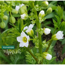 기름밤나무 [1포트] (복남이네 야생화 모종 꽃나무 밀원식물 기름모과나무), 1개