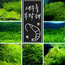 [미초] 새우가 좋아하는 수초 / 초보자용 수초 / 활착수초 / 음성수초 / 치어 수초, 5. 불꽃 모스 (5x5)