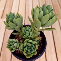 춘맹 물이들면 예뻐지는 다육식물5-35 랜덤발송