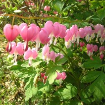 금낭화 4치 포트 5주 D754